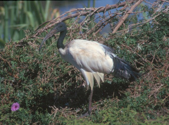 Threskiornis aethiopicus in Ethiopia