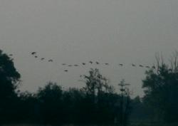 27 flying Canada Geese
