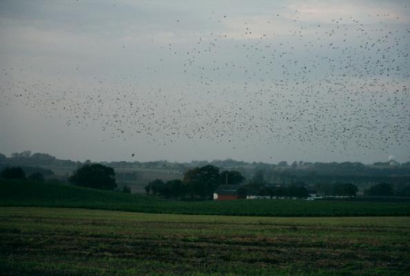 Thousands of Bramblings in the fields (one of the several huges groups we saw in a short time)