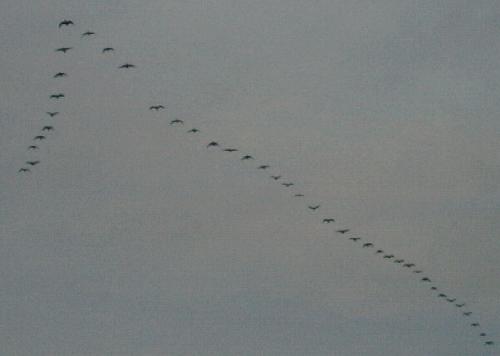Migrating Geese (33 Greylag- and 9 White-fronted Geese)
