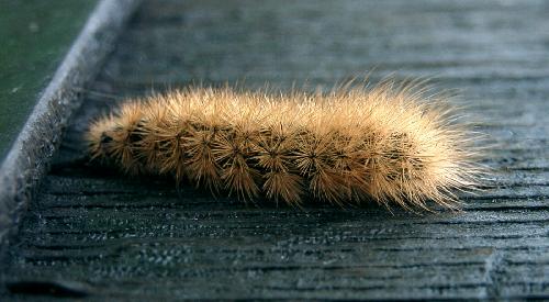 Hairy monster (Caterpillar)