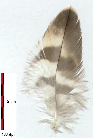 Goshawk-feather
