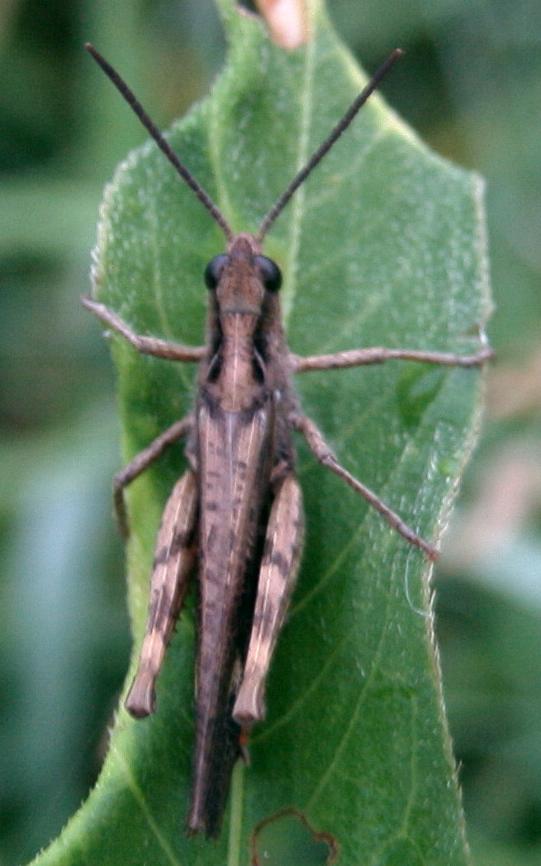 Common Field Grasshopper (Chorthippus brunneus) Bruine Sprinkhaan waiting for the sun to rise.