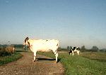 Cows on the dike at the countingpoint; 14-sep-2003