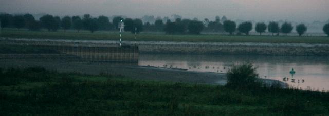 27 sep 2003; Roost of Egyptian Geese (77 birds) with 2 Ruddy Shelducks and a Barnacle Goose.