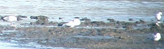 Black-headed Gulls on the bottom of the canal; 1 oct 2003