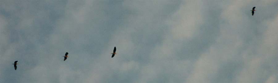 Group of four migrating Grey Herons; 28 june 2004.
