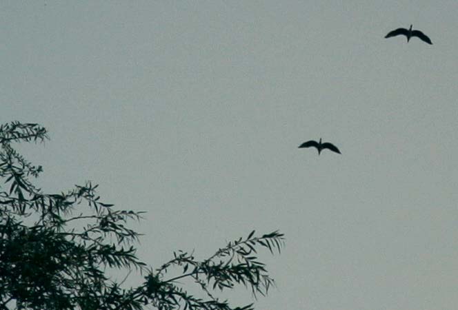16 jul 2004, 20:45h; Two Grey Herons SW