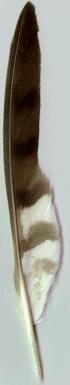 feather Sparrowhawk 4 kB