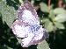 Boomblauwtje (Celastrina argiolus); 28 juli 2002; Meppel (21-16-44)