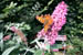 23 september 2001; Gehakkelde Aurelia op de vlinderstruik