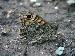 Argusvlinder  (Lasiommata megera); 3 mei 2002; Trambrug, Schipluiden (37-25-22)
