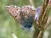 Icarusblauwtje (Polyommatus icarus); 19 juni 2002; Broekpolder, Vlaardingen (37-35-32)