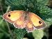Oranje Zandoogje (Pyronia tiyhonus), vr.; 28 juli 2002; Meppel (21-16-45)