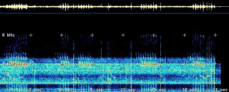 Spectrogram: klvl.jpg (64kB) van zang Kleine Vlieg; klik om de klvl.mp3 van 147 kB te horen